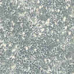 HCT116 - Cell Lines Service GmbH - Life Sciences