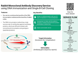 Rabbit Monoclonal Antibody Discovery using DNA Immunization - FujiFilm Wako Chemicals Europe GmbH - Life Sciences