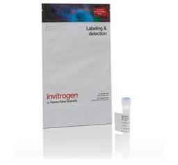 Invitrogen™ Alexa Fluor™ 647 Tyramide Reagent - Thermo Fisher Scientific - Life Sciences