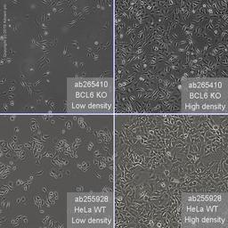 BCL6 knockout HeLa