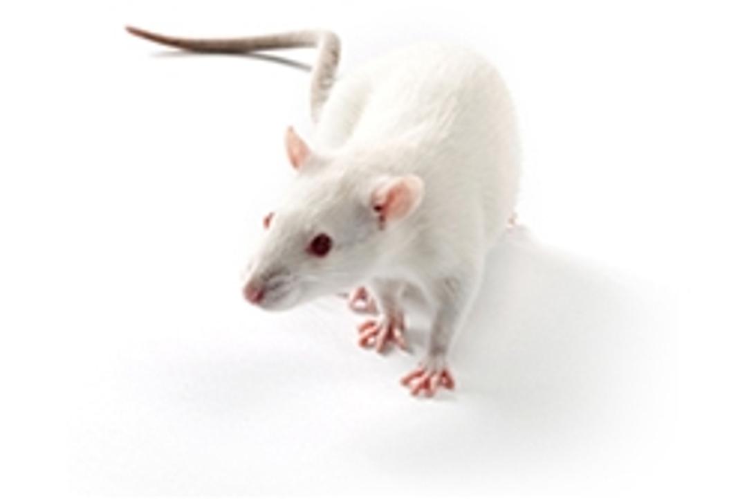 SHR Rat - Charles River - Drug discovery > Pre-Clinical Development