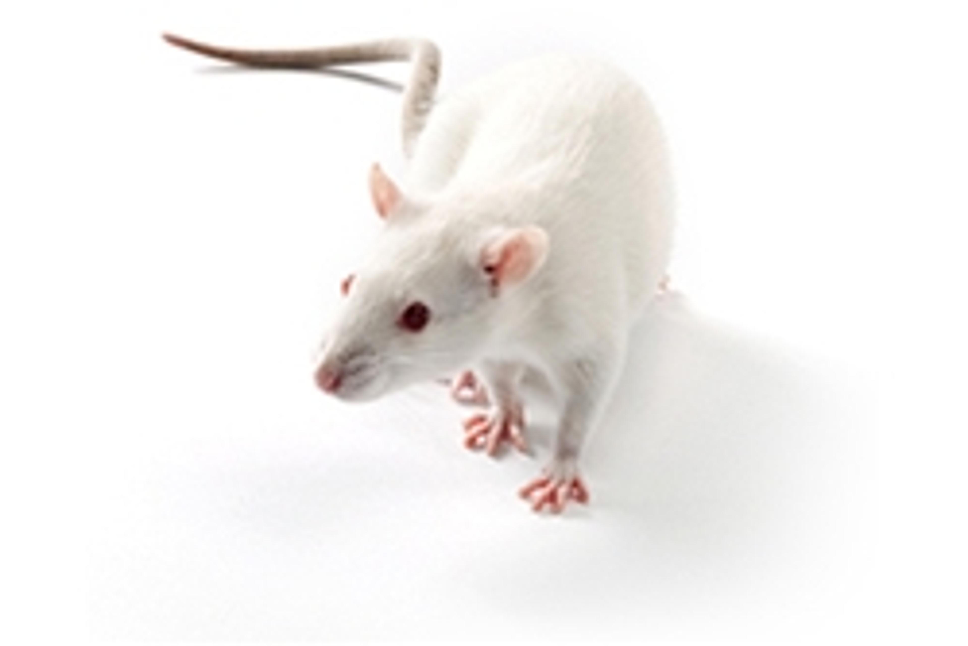SHR Rat - Charles River - Drug discovery > Pre-Clinical Development