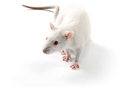 SHR Rat - Charles River - Drug discovery > Pre-Clinical Development