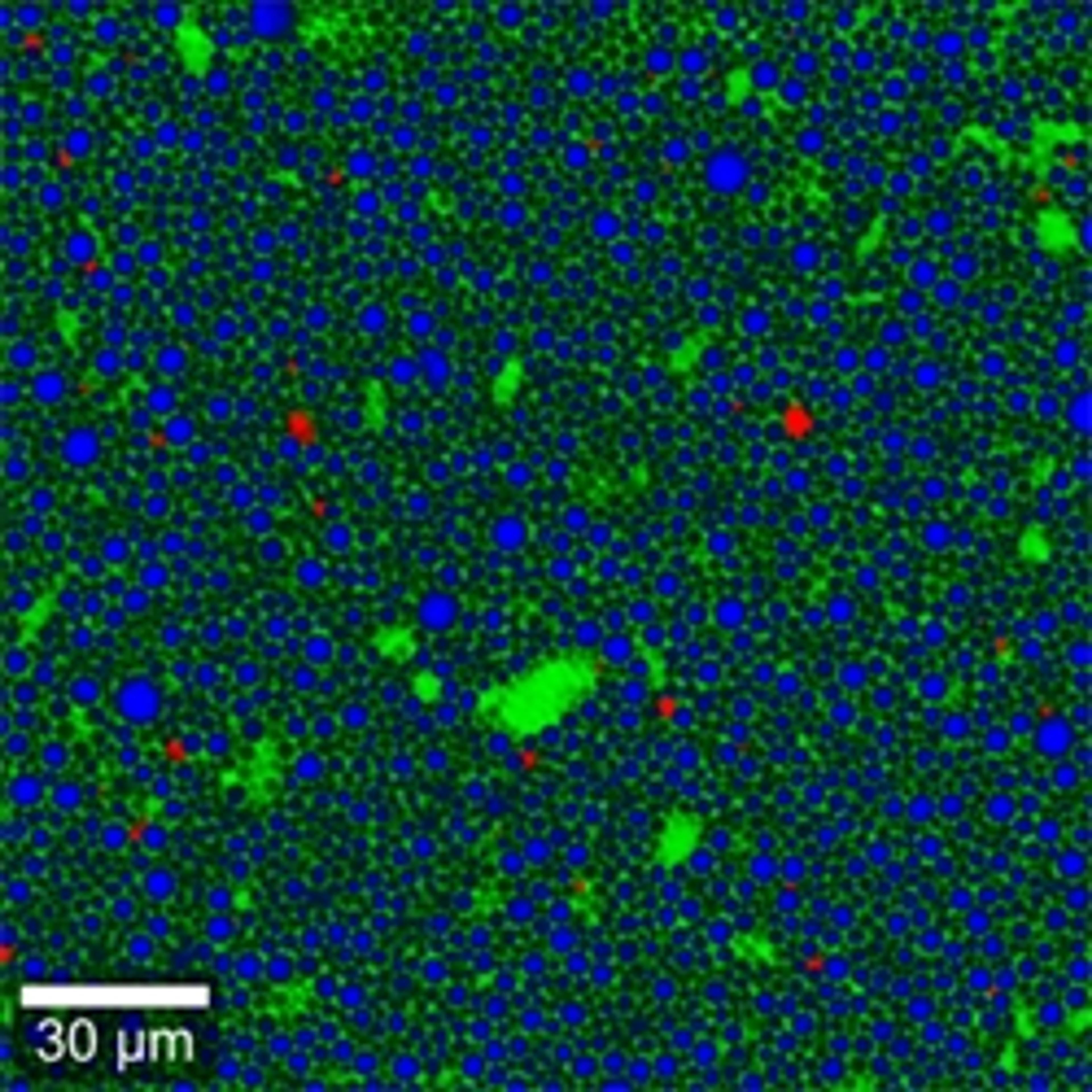 WITec Suite Software - Oxford Instruments Raman - Spectroscopy