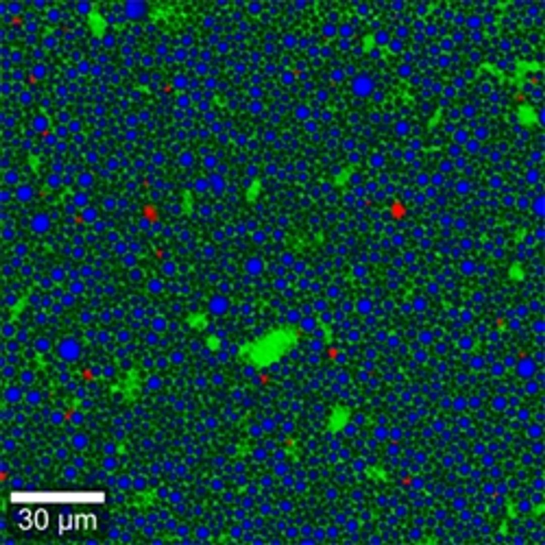 WITec Suite Software - Oxford Instruments Raman - Spectroscopy