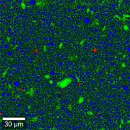 WITec Suite Software - Oxford Instruments Raman - Spectroscopy