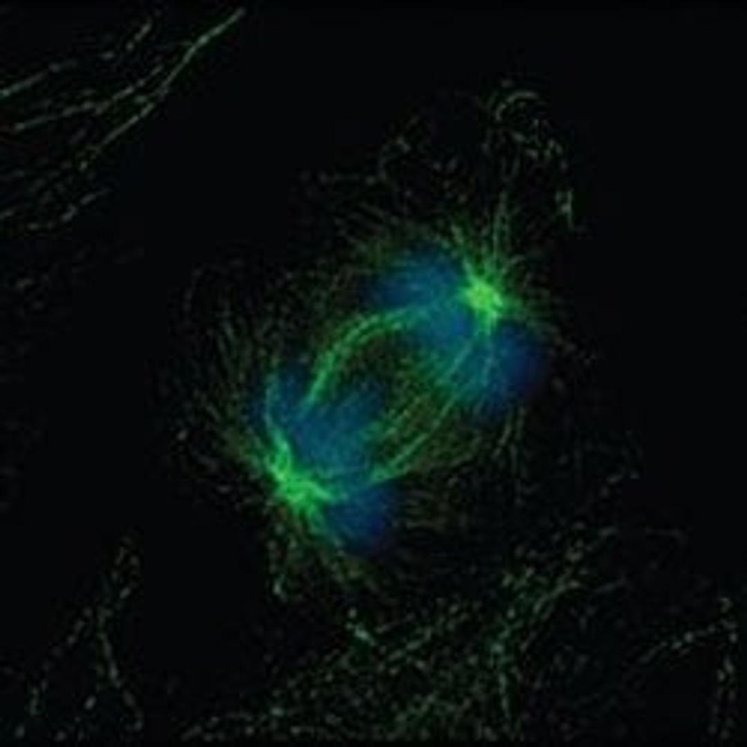 Monoclonal Anti-α-Tubulin antibody produced in mouse - Merck KGaA, Darmstadt, Germany - Life Sciences
