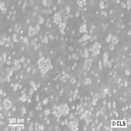 Jurkat E6.1 - Cell Lines Service GmbH - Life Sciences