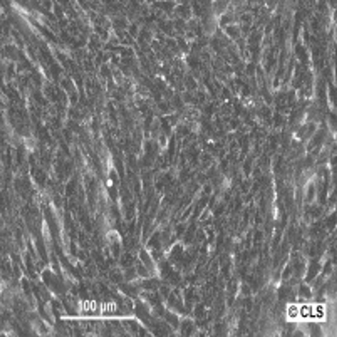 Hep-55.1C - Cell Lines Service GmbH - Life Sciences