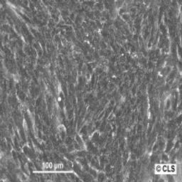 Hep-55.1C - Cell Lines Service GmbH - Life Sciences