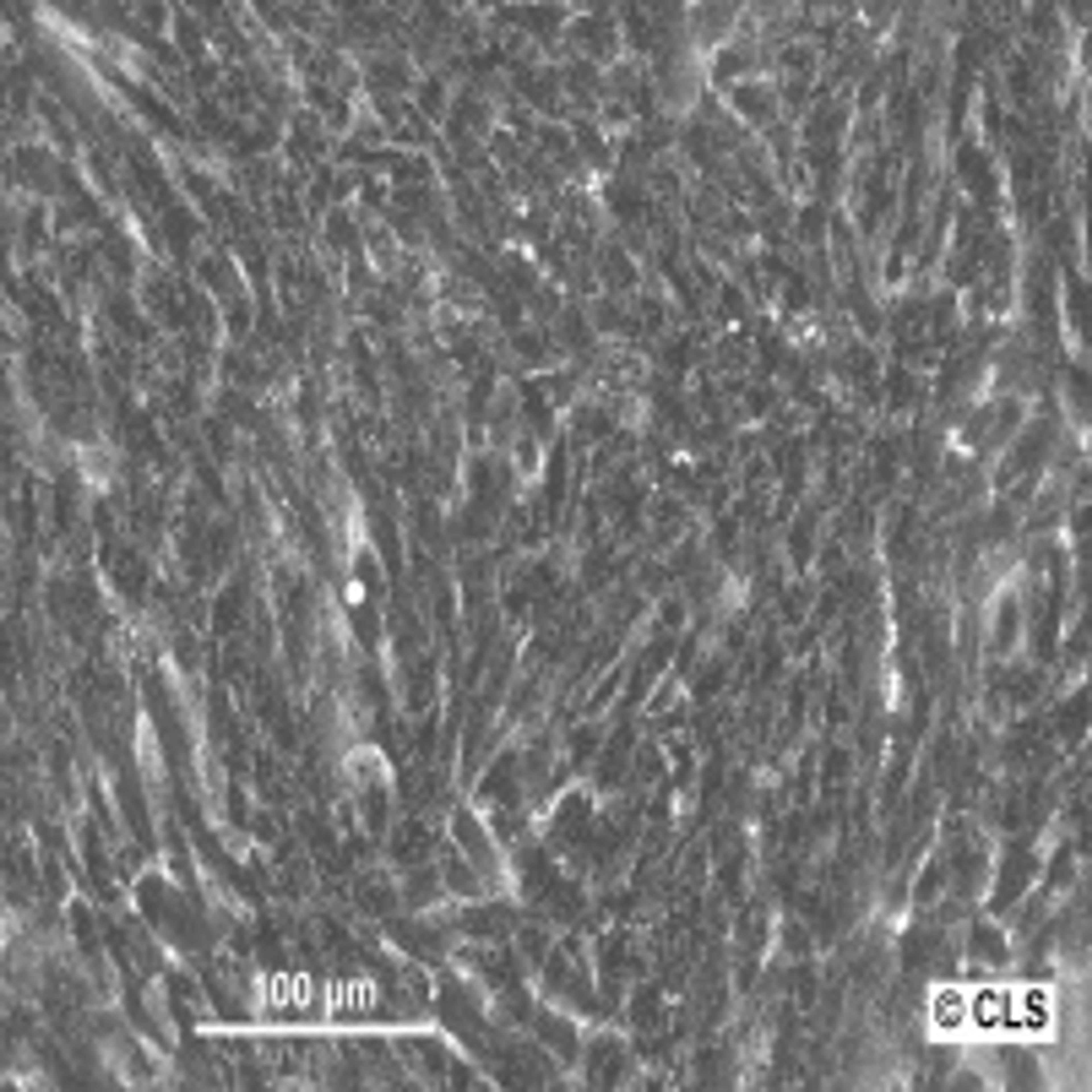 Hep-55.1C - Cell Lines Service GmbH - Life Sciences