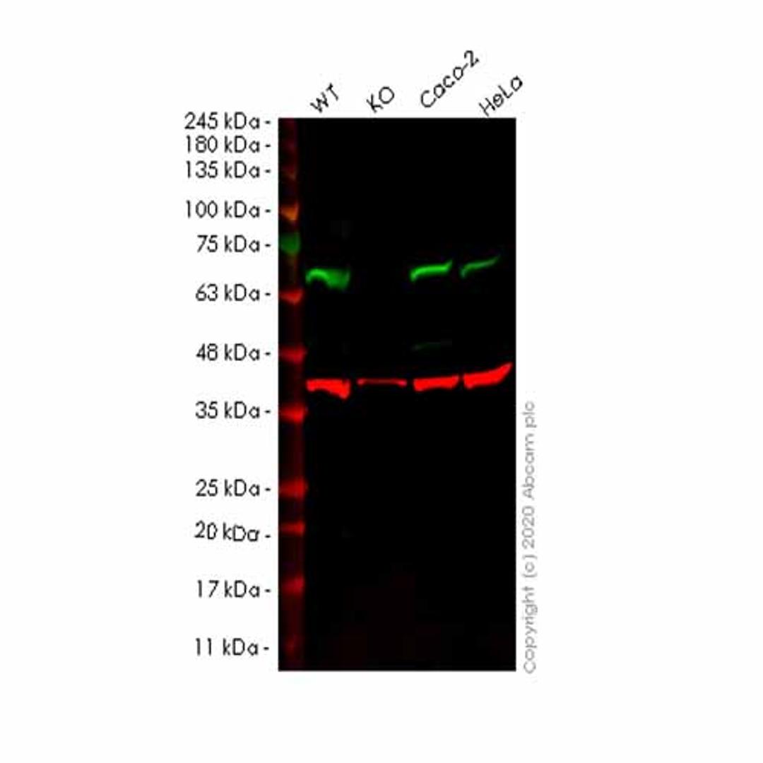 Human PPP2R1B knockout HEK293T cell line - Abcam plc - Life Sciences