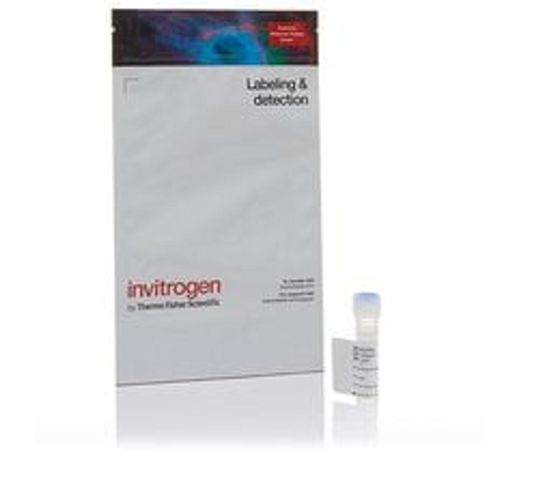 Invitrogen™ Alexa Fluor™ 546 Tyramide Reagent - Thermo Fisher Scientific - Life Sciences