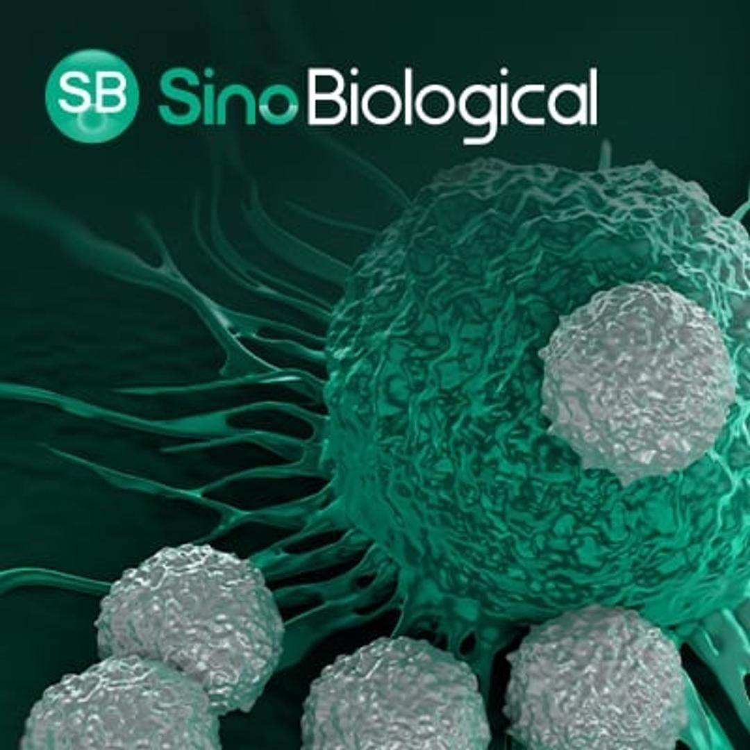 Comprehensive CAR-T Therapy Development Solutions - Sino Biological - Life Sciences