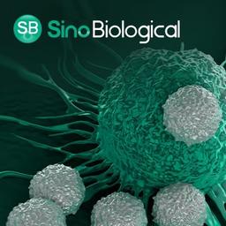 Comprehensive CAR-T Therapy Development Solutions - Sino Biological - Life Sciences