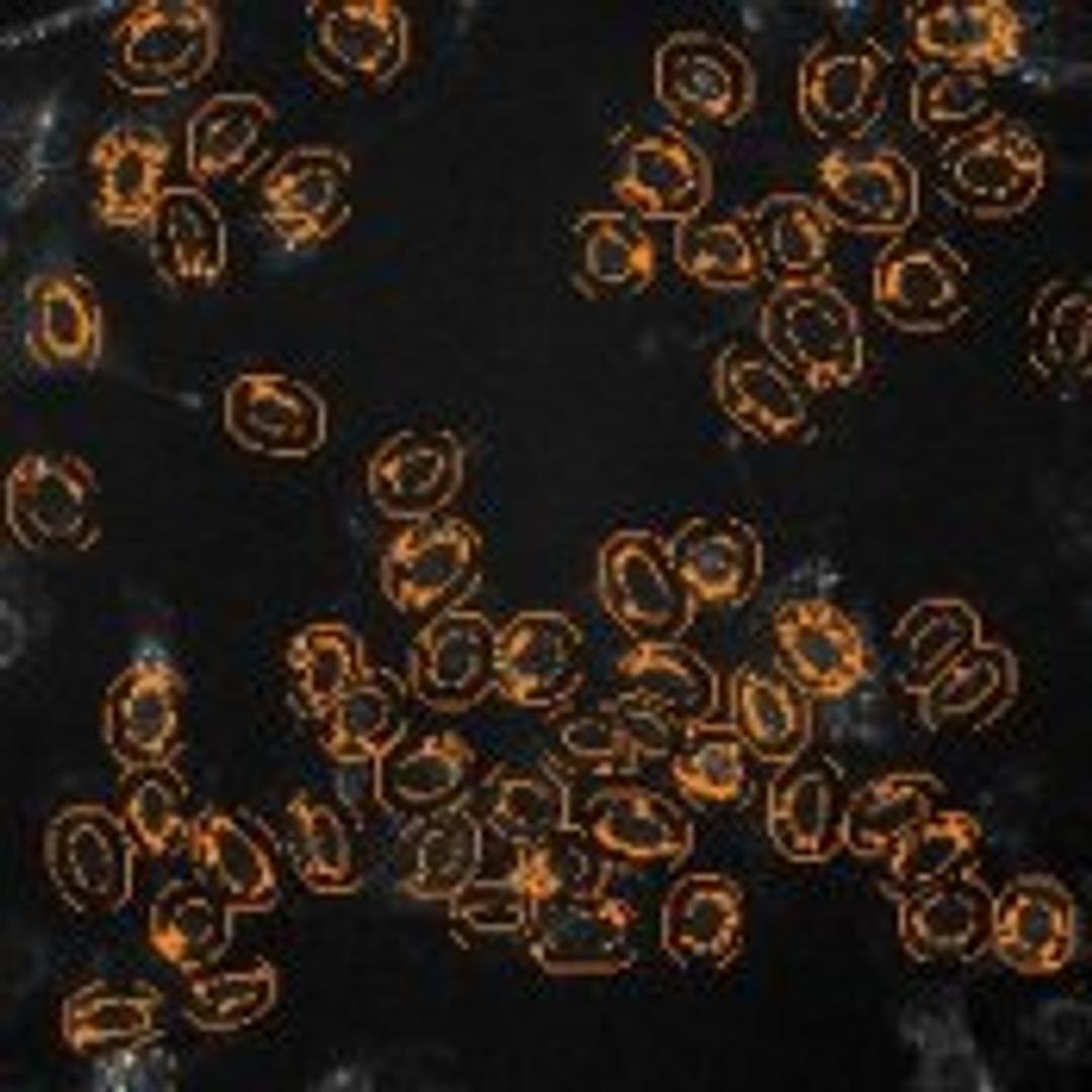 Spot Detector V2 Image Analysis BioApplication - null - Life Sciences