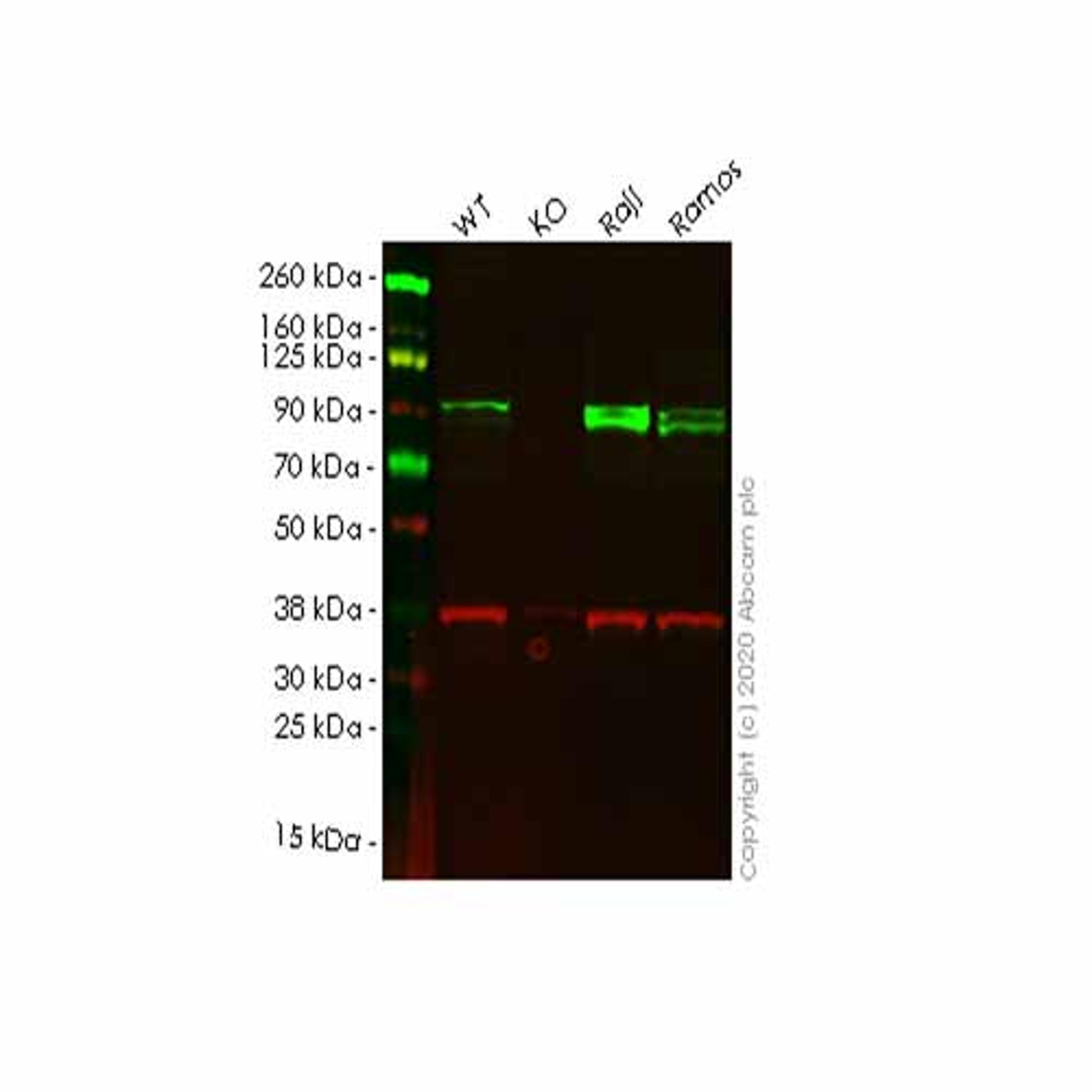 Human ICAM1 knockout HeLa cell line - Abcam plc - Life Sciences
