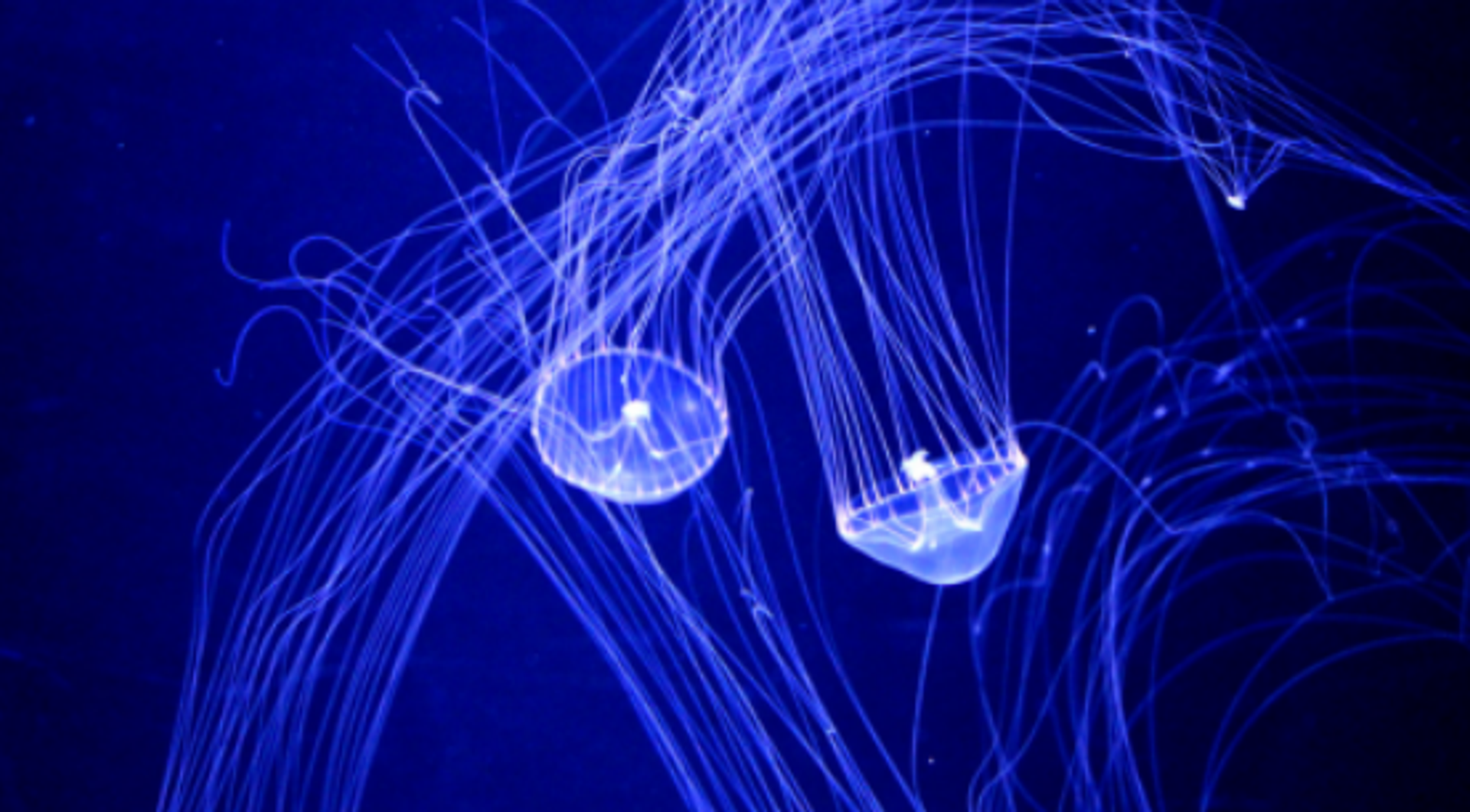 Aequorea Jellyfish