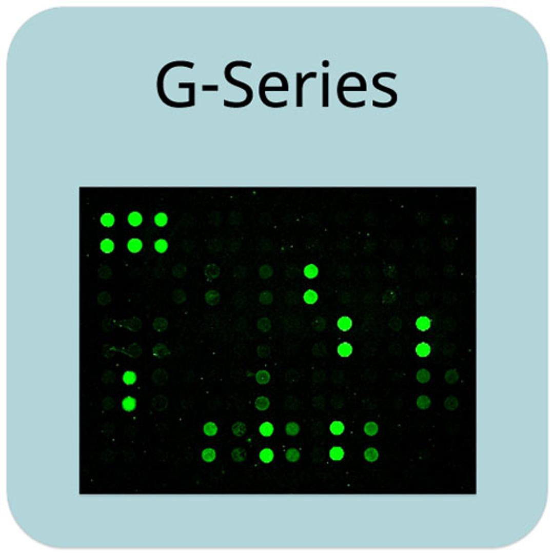 Human Cytokine Array G5 - RayBiotech Inc. - Life Sciences