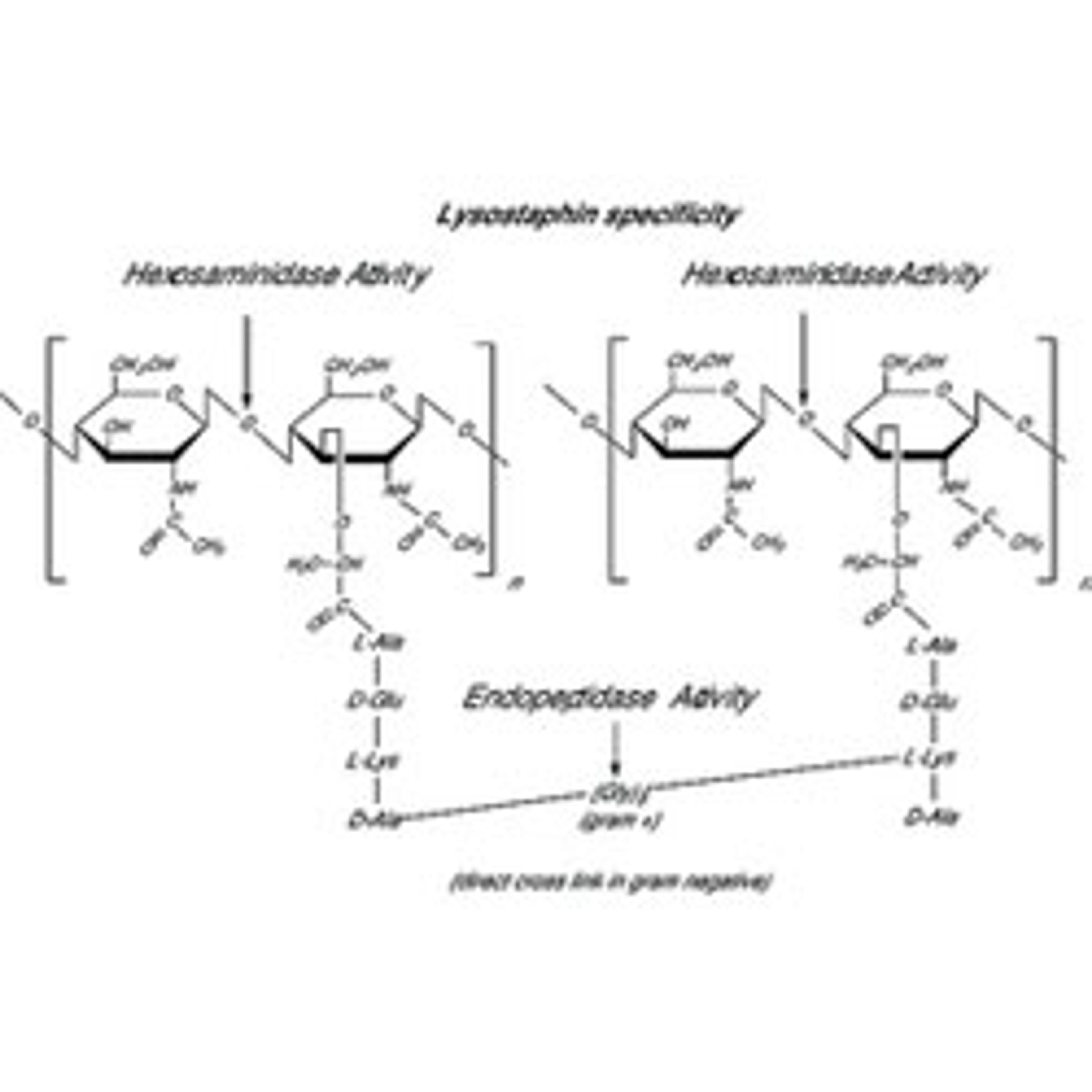 Lysostaphin from Staphylococcus staphylolyticus - Merck KGaA, Darmstadt, Germany - Life Sciences