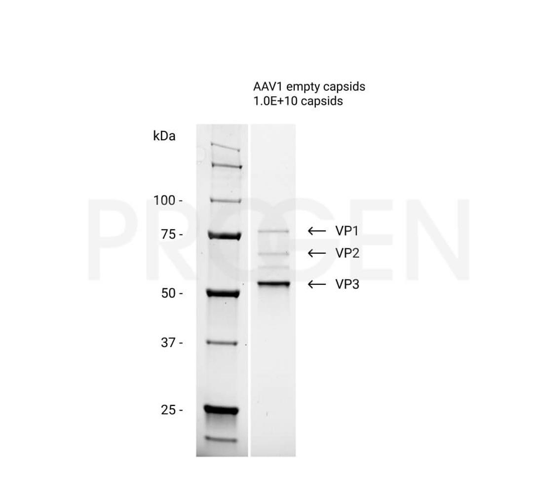 AAV1 empty capsids - PROGEN - Life Sciences