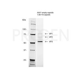AAV1 empty capsids - PROGEN - Life Sciences