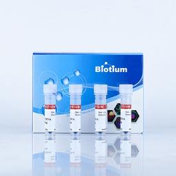 EMBER500 RNA Prestain Loading Dye - Biotium - Life Sciences