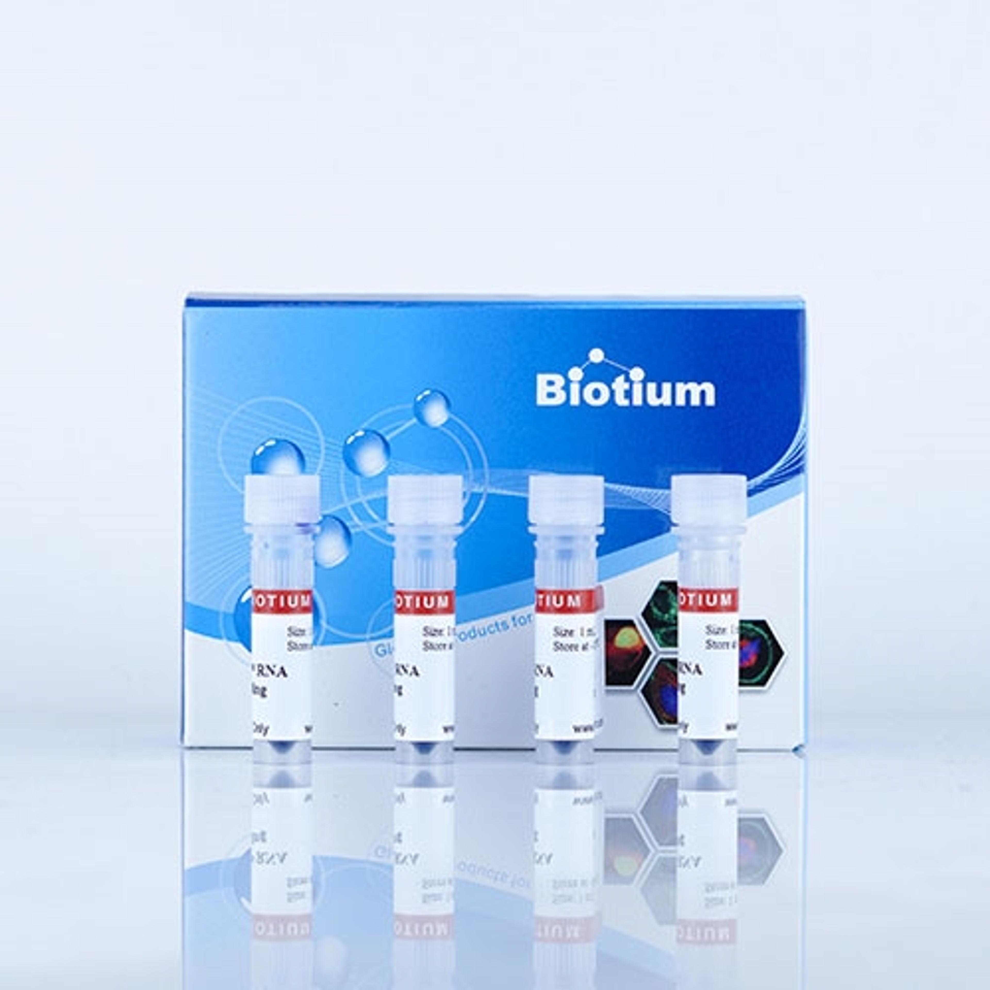 EMBER500 RNA Prestain Loading Dye - Biotium - Life Sciences