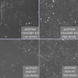 Human CEACAM1 knockout A549 cell line - Abcam plc - Life Sciences
