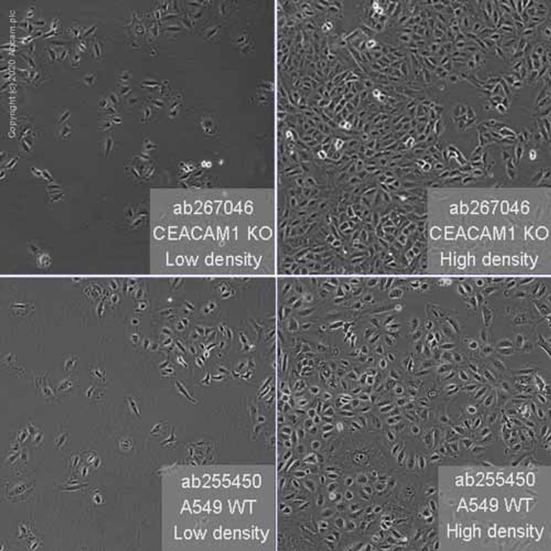 Human CEACAM1 knockout A549 cell line - Abcam plc - Life Sciences