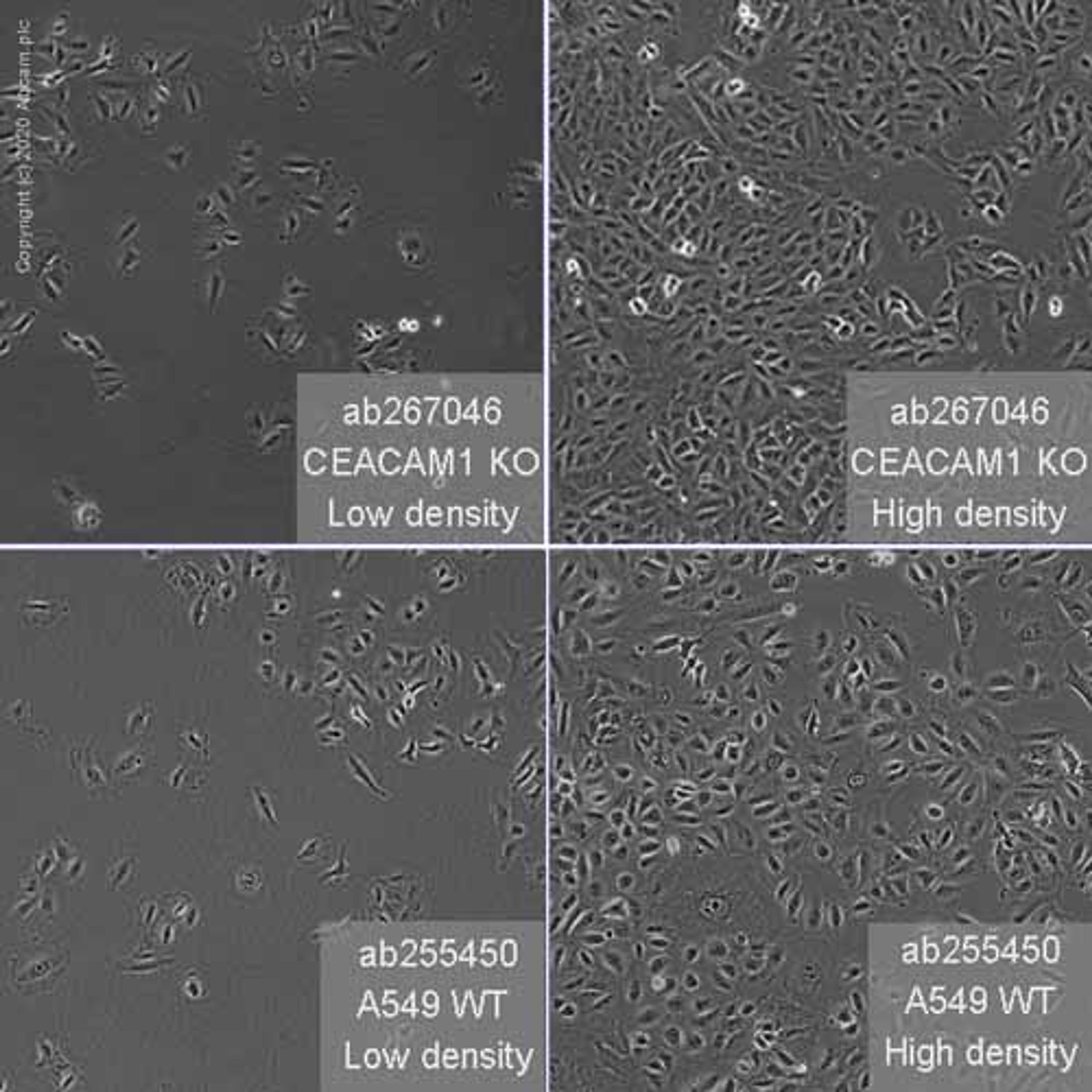 Human CEACAM1 knockout A549 cell line - Abcam plc - Life Sciences