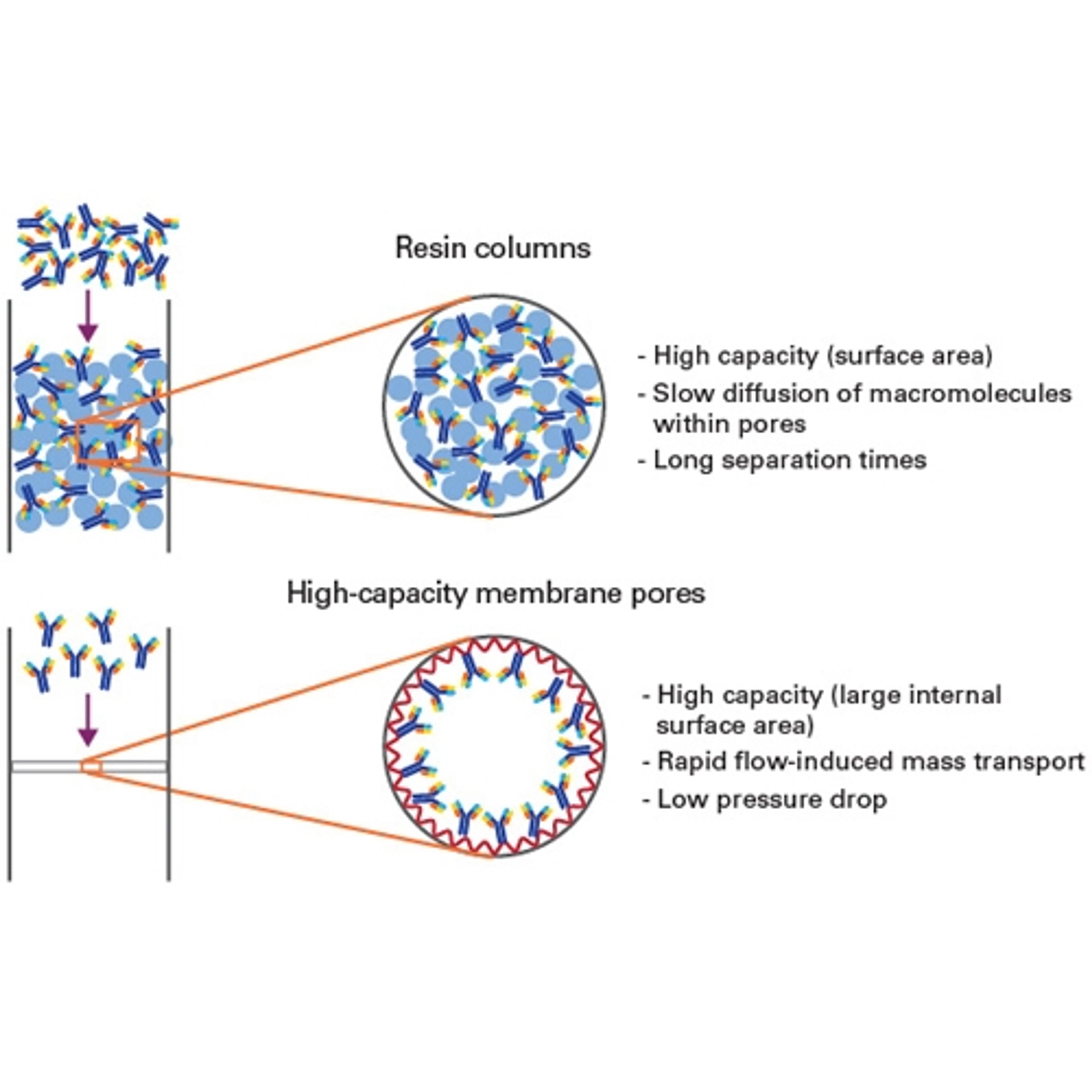 Capturem™ IP & Co-IP Kit - Takara Bio