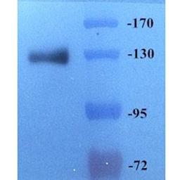 CD163 antibody - Biorbyt