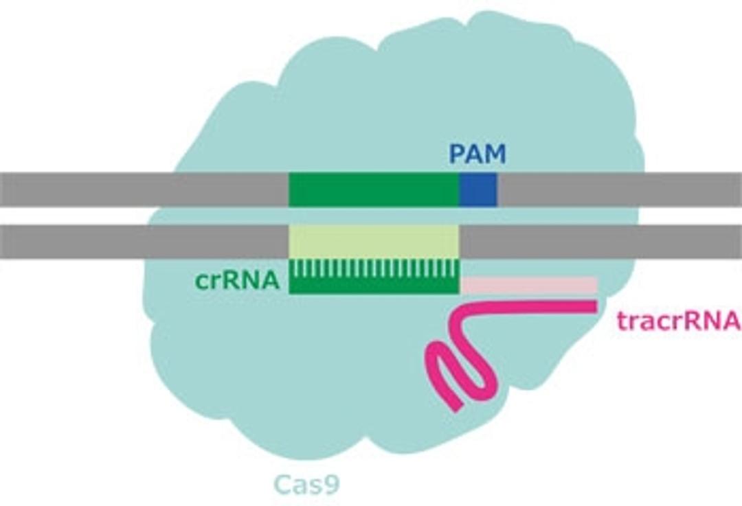 eSpCAS9 Protein - Merck KGaA, Darmstadt, Germany - Life Sciences
