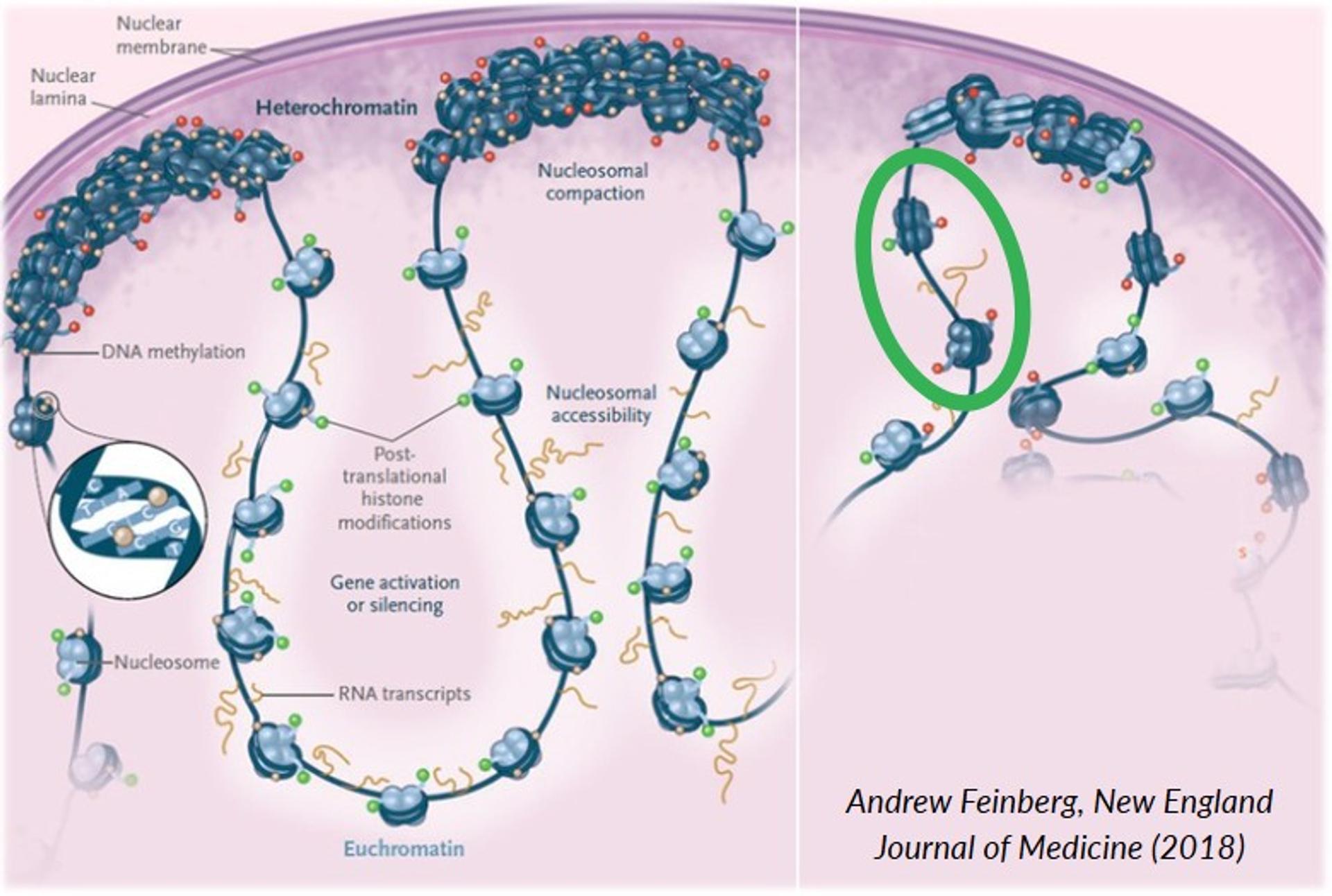 Chromatin decondensation in aging