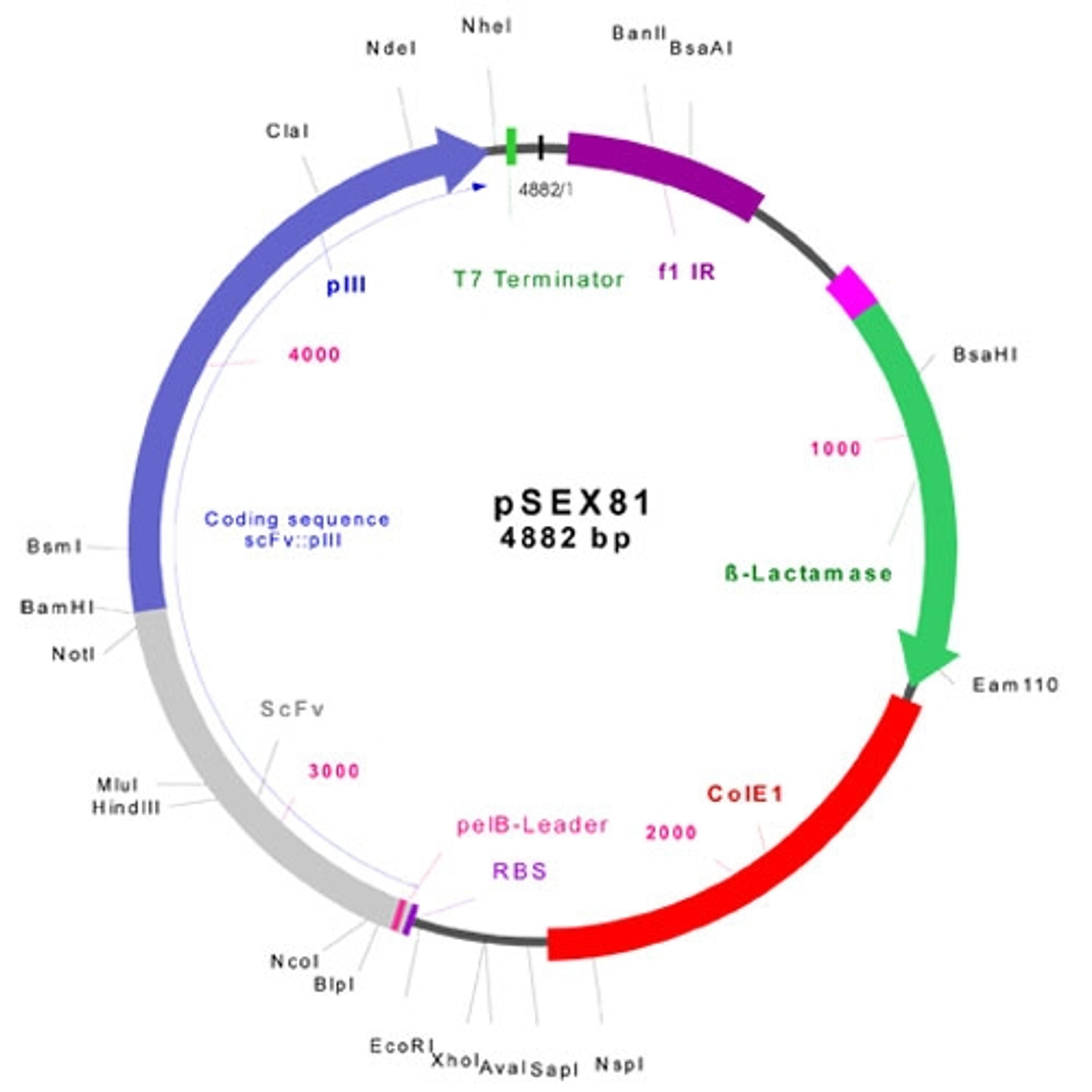 pSEX81 Surface Expression Phagemid Vector - PROGEN - Life Sciences