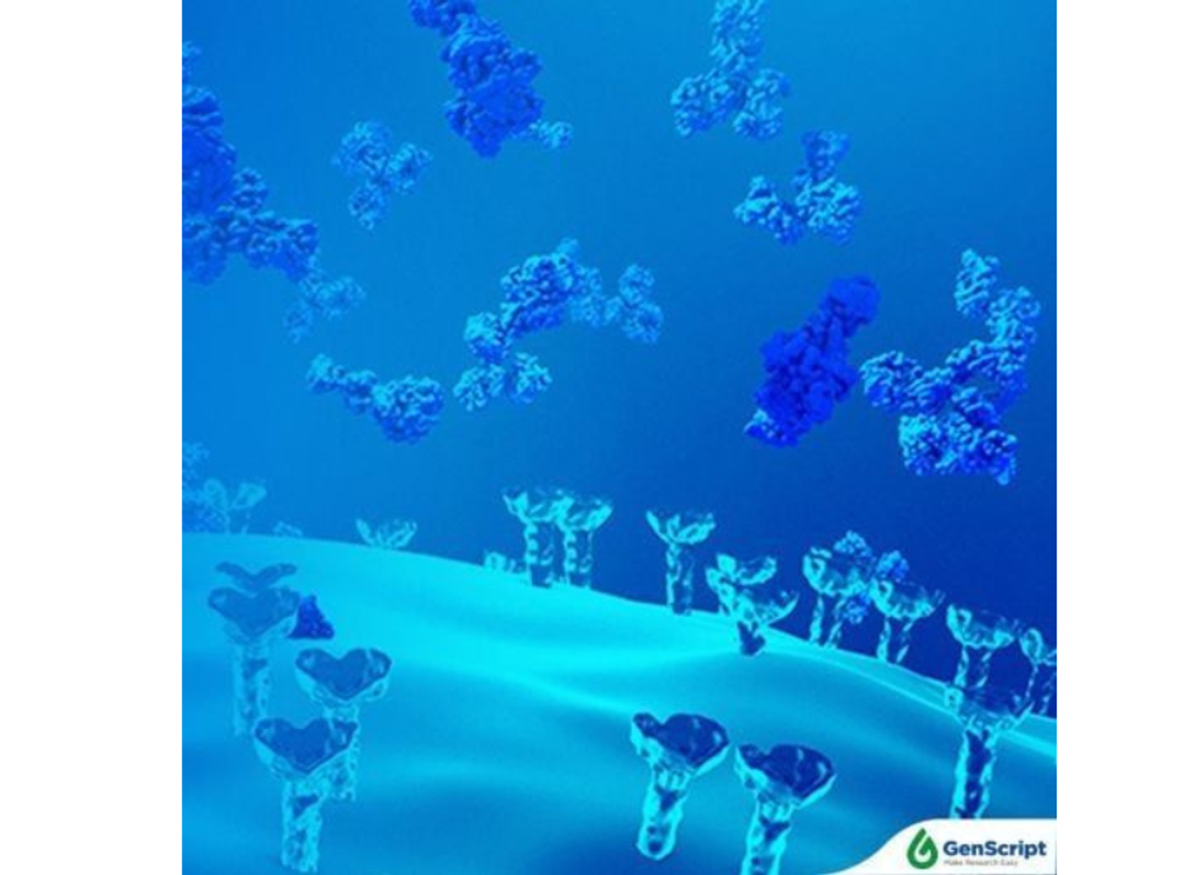 Neoantigen Peptide Synthesis Service - GenScript - Drug Discovery & Development