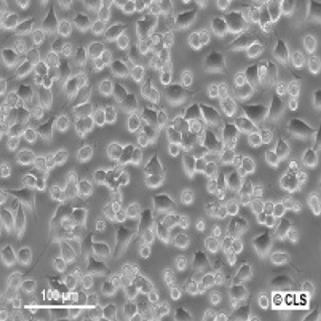 Neuro-2A - Cell Lines Service GmbH - Life Sciences