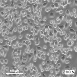 Neuro-2A - Cell Lines Service GmbH - Life Sciences