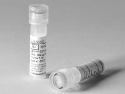Corning® rLaminin-521, Human, 1 mg (10 x 100µg Vials) - Corning Life Sciences