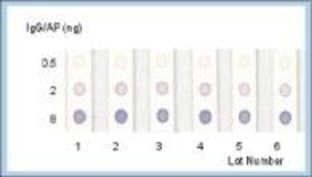 BCIP/NBT - null - Life Sciences