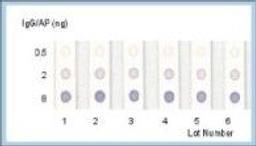 BCIP/NBT - null - Life Sciences