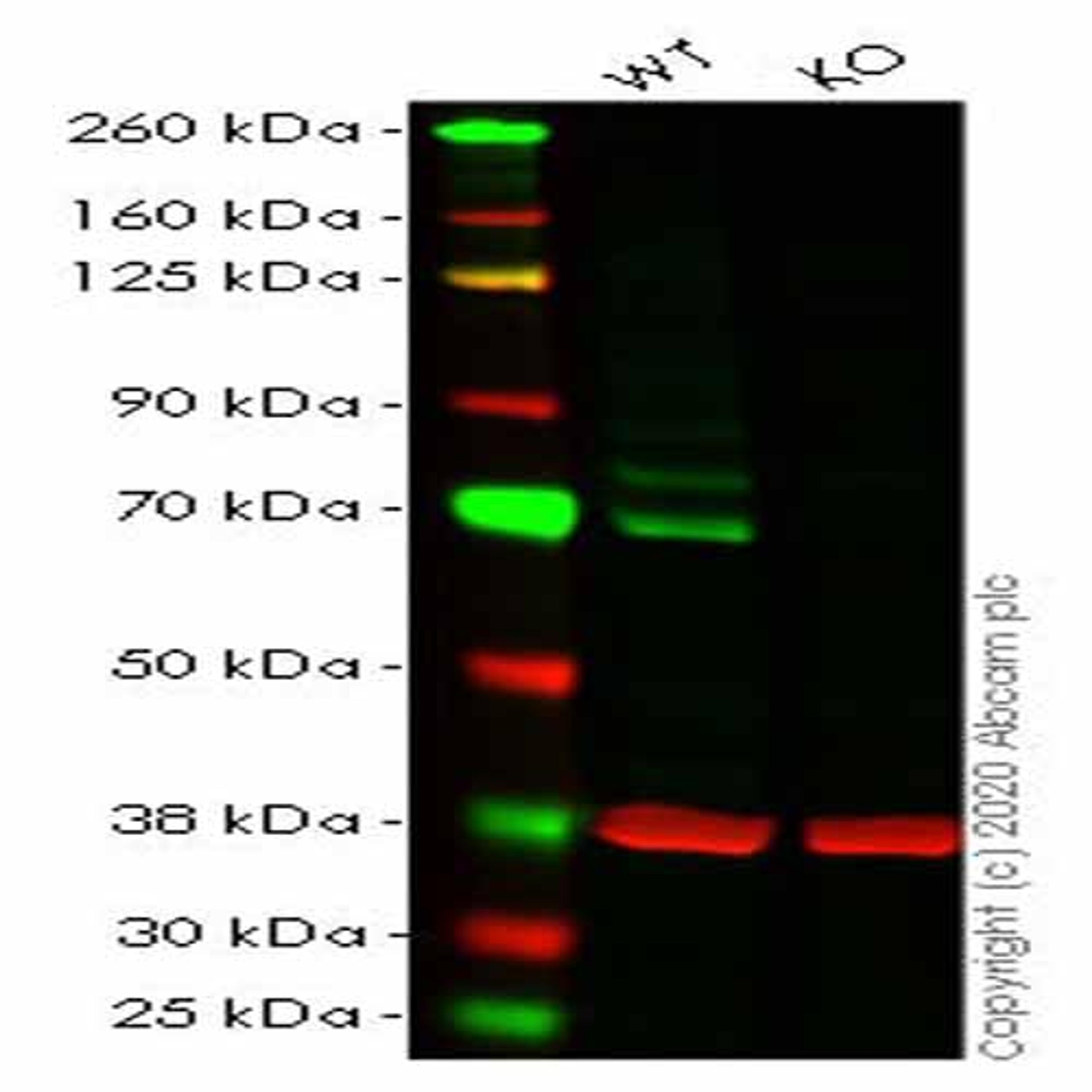 Human BIRC2 (cIAP1) knockout HeLa cell line - Abcam plc - Life Sciences