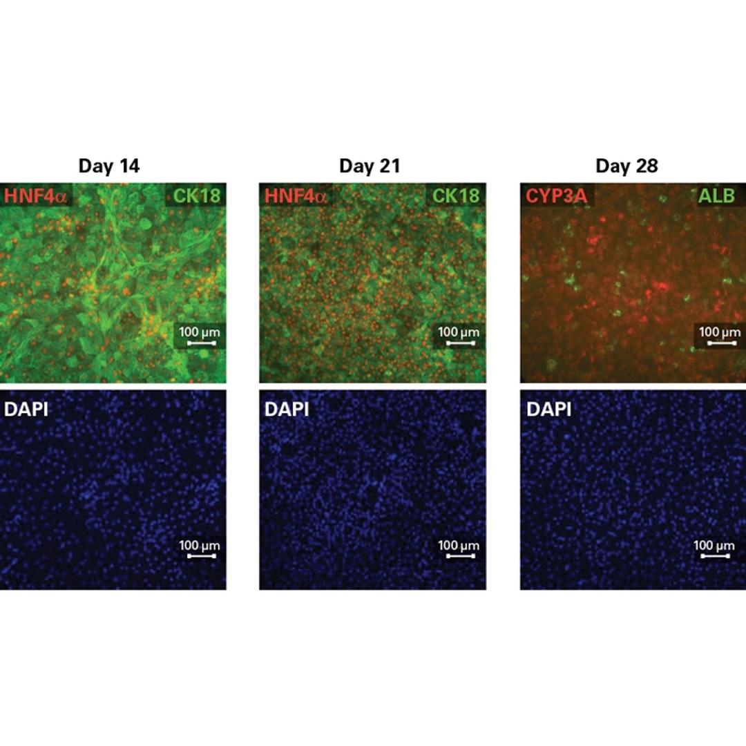 Cellartis® iPS Cell to Hepatocyte Differentiation System - Takara Bio