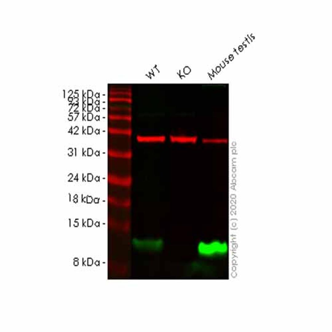 Human DYNLL1 (PIN) knockout HeLa cell line - Abcam plc - Life Sciences