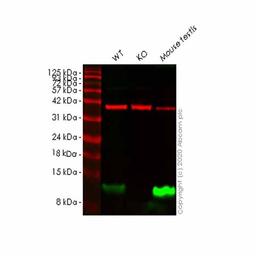 Human DYNLL1 (PIN) knockout HeLa cell line - Abcam plc - Life Sciences