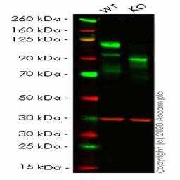 Human MCAM (CD146) knockout HeLa cell line - Abcam plc - Life Sciences