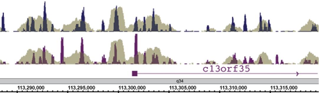 MeDIP-Sequencing (MeDIP-Seq) Service - Active Motif - Life Sciences