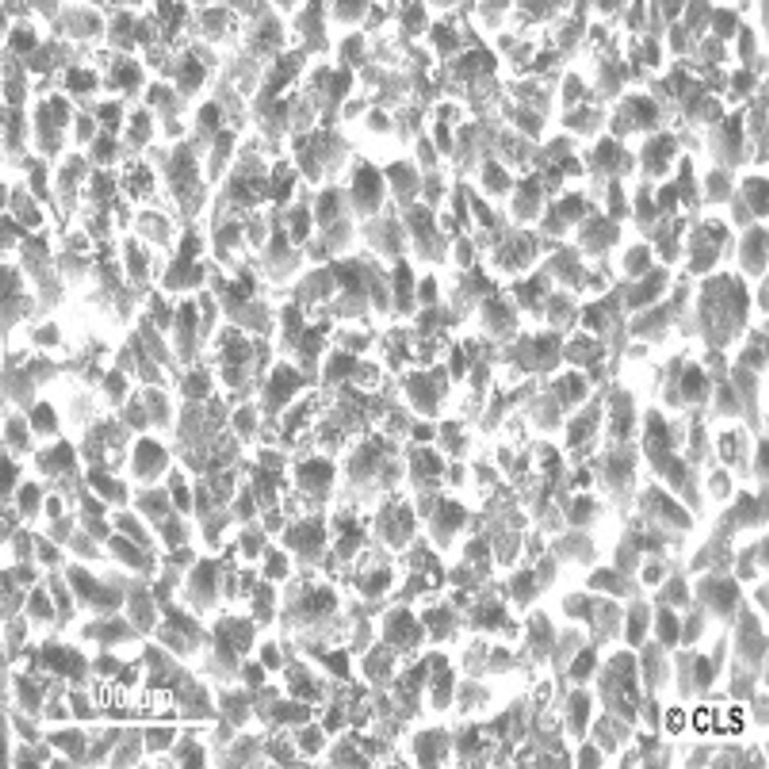 FRTL-5 - Cell Lines Service GmbH - Life Sciences