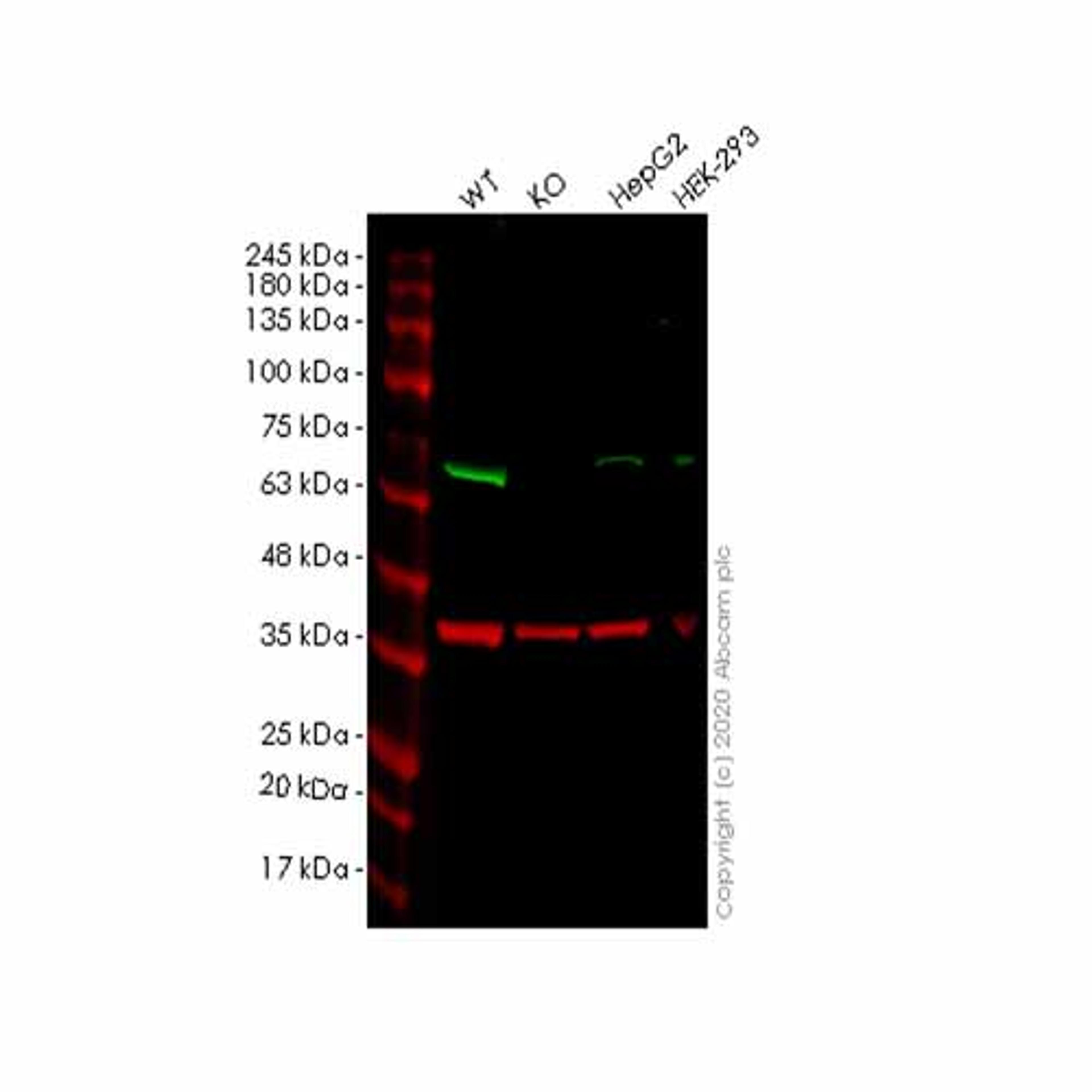 Human SLC27A4 (FATP4) knockout HEK293T cell line - Abcam plc - Life Sciences